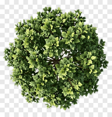 Green Tree Top View PNG
