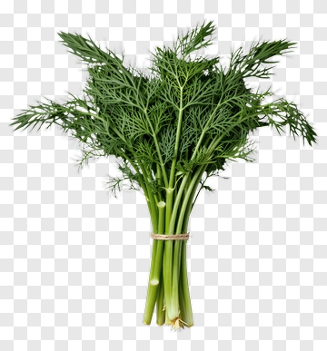 Fresh Dill Herb Bunch PNG