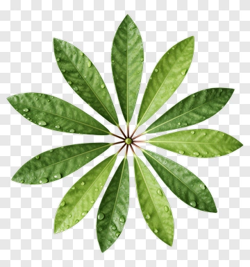 Green Leaf Arrangement PNG
