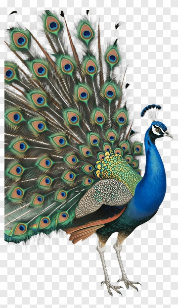 Colorful Peacock Displaying Its Feathers PNG