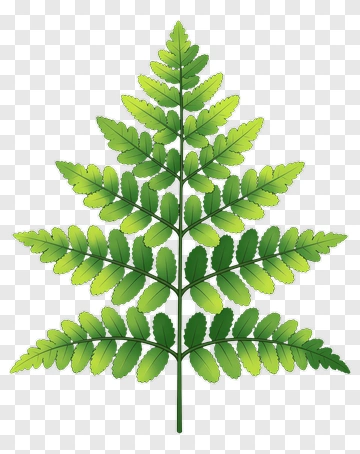 Green Fern Leaf PNG