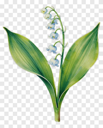Lily Of The Valley Flower PNG