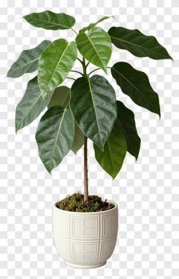 Ficus Plant In White Pot PNG