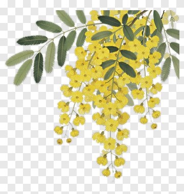 Yellow Mimosa Flower Branch PNG