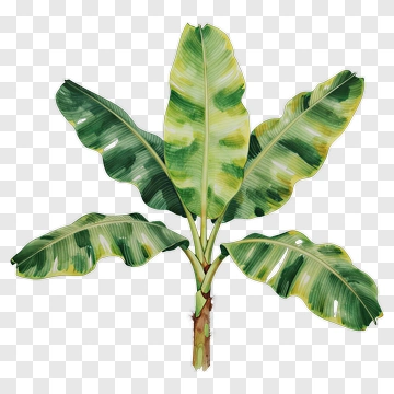 Colorful Banana Plant PNG