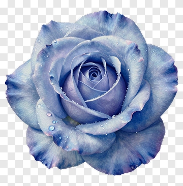 Blue Rose With Water Droplets PNG