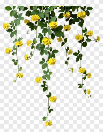 Hanging Flower Vines With Yellow Blooms PNG
