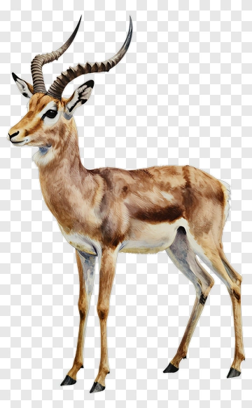 Antelope Standing In Natural Pose PNG