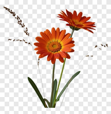 Orange Flower Bouquet PNG