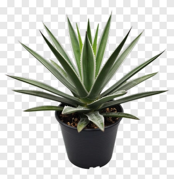 Aloe Vera Plant In Black Pot PNG