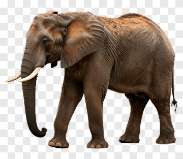 Elephant Walking PNG