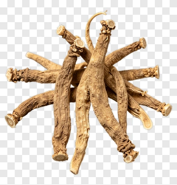 Dried Licorice Root Sticks PNG