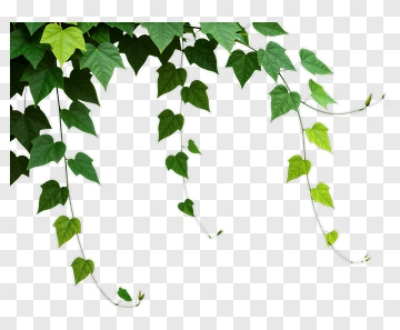 Green Ivy Leaves Hanging PNG