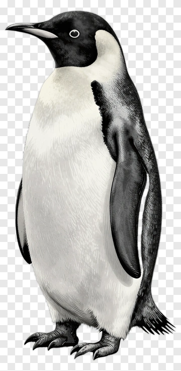 Penguin Standing PNG
