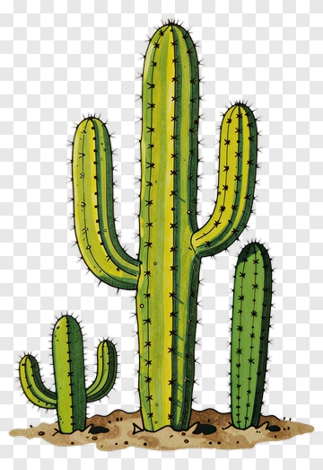 Colorful Cactus PNG