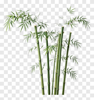 Bamboo Plant Composition PNG
