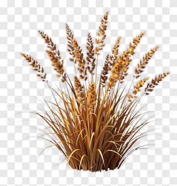 Grass Plant With Brown Wheat Stalks PNG