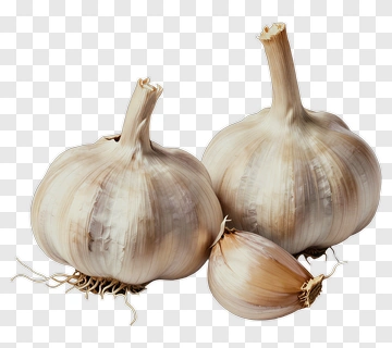 Garlic Bulbs With Roots PNG