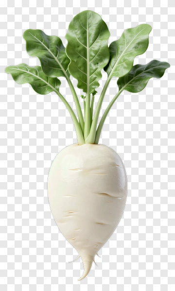 White Radish With Green Leaves PNG