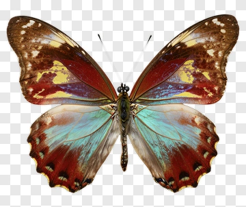 Colorful Butterfly With Blue And Red Wings PNG