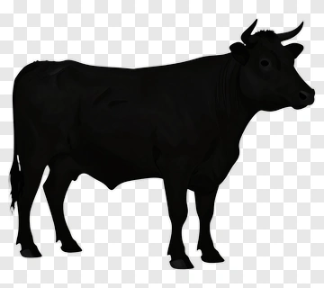 Black Cow PNG