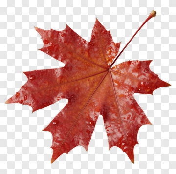 Red Maple Leaf PNG