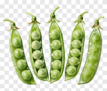 Fresh Green Peas In Pods PNG