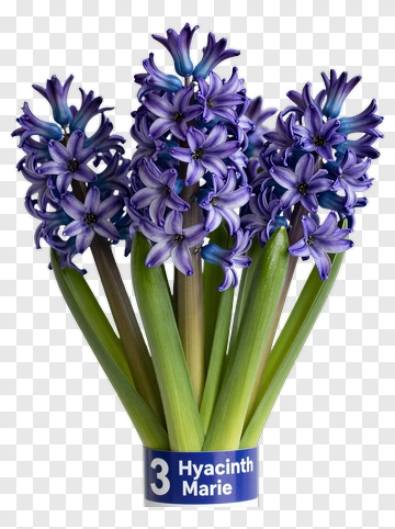 Hyacinth Marie Flower Bouquet PNG