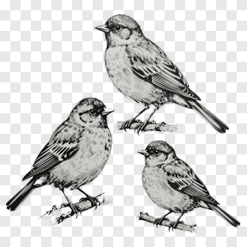 Illustration Of Three Birds On Branches PNG