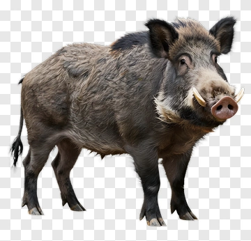 Wild Boar Standing In A Natural Pose PNG
