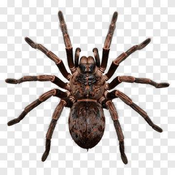Realistic Spider PNG
