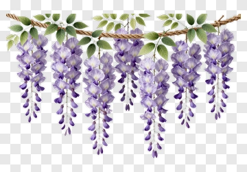 Wisteria Flowers Hanging From A Branch PNG