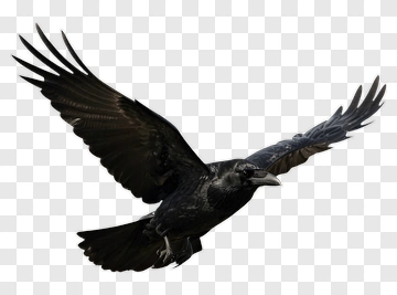 Black Raven In Flight PNG