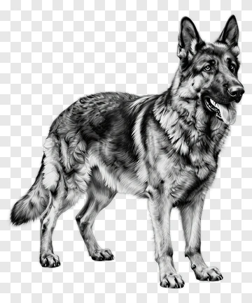 Realistic German Shepherd Dog PNG