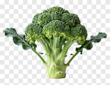 Fresh Broccoli PNG
