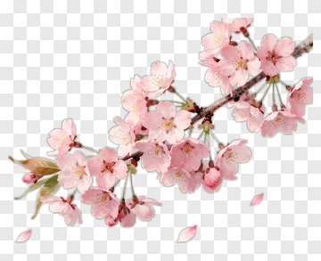 Cherry Blossom Branch With Pink Flowers PNG