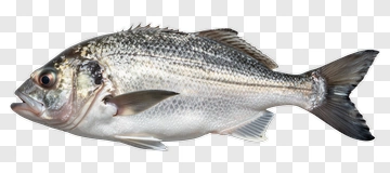 Realistic Fish PNG