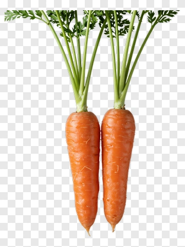 Fresh Carrots With Green Tops PNG