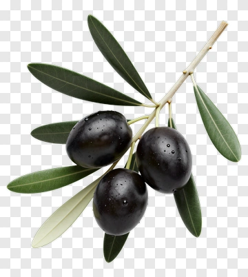 Black Olives On Olive Branch PNG