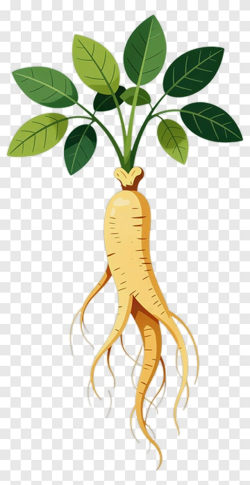 Ginseng Plant With Leaves PNG