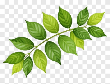 Green Leaf Branch PNG