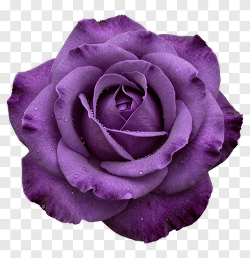 Purple Rose Flower PNG