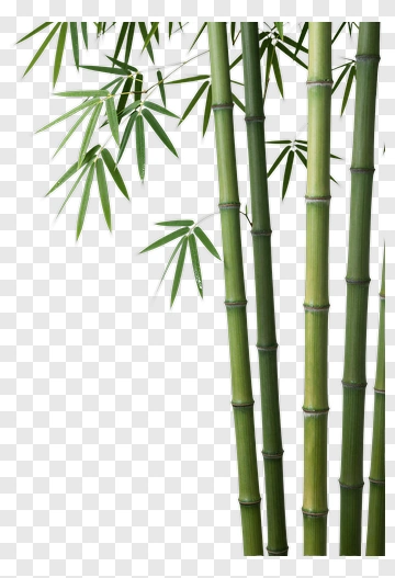 Bamboo Stalks With Green Leaves PNG