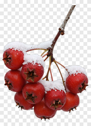 Red Berries On A Snowy Branch PNG