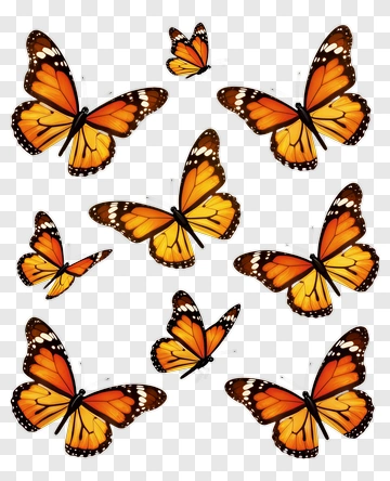 Colorful Butterflies In Various Poses PNG