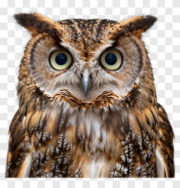 Realistic Owl With Detailed Feathers PNG