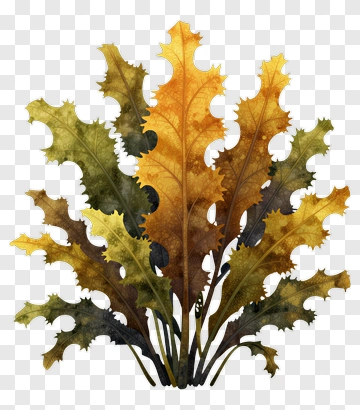 Colorful Autumn Leaves PNG
