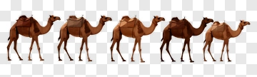 Walking Camels In A Line PNG