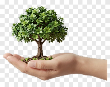 Hand Holding A Green Tree PNG