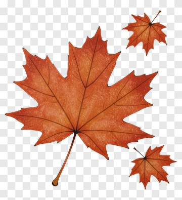 Autumn Maple Leaves PNG
